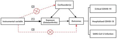 Causal influences of osteoarthritis on COVID-19: a Mendelian randomization study